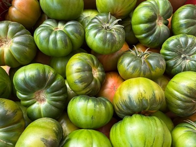 Foto Pomodoro Costoluto Origine Spagna Marchio Naturalmente	 2